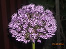 ALLIUM
