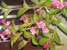 WEIGELA