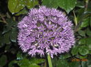 ALLIUM