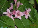 WEIGELA