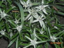FLOARE DE COLT