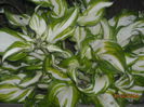HOSTA