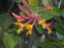 LONICERA