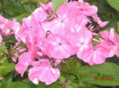 PHLOX