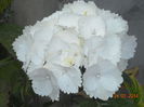 HORTENSIA