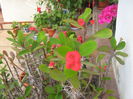 euphorbia milli