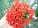 LYCHNIS CHALCEDONICA