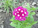 VERBINA
