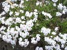 PHLOX