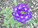 VERBINA