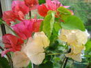 DSC09538