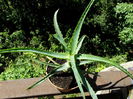 aloe arborescens