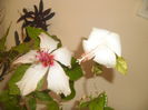 Dainty White + Arnottianus