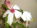 Dainty White + Arnottianus
