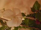Dainty White