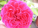 Leonardo da Vinci-red-