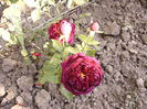Dimov