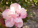 Hibiscus Syriacus Carneus plenus