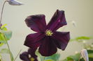 clematis Romantika