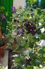 clematis Romantika