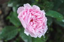 Gartentraume, prima floare