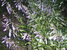 hosta infloriti 001