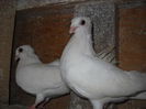 pt toti iubitorii de galateni