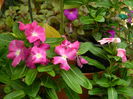 DSCN9204