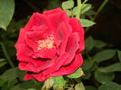 DSCN9214