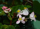 DSCN9226