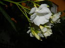 DSCN9239