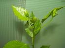 DSCN9250