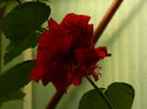 DSCN9261