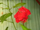 DSCN9267
