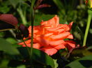 DSCN9273