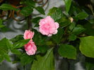 DSCN9277