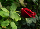 DSCN9351