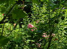 DSCN9376