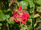 DSCN9387