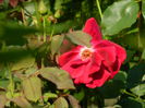 DSCN9392
