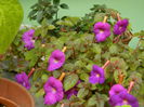 DSCN9451
