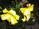 golden splendour 001