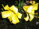golden splendour 002