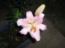 crini 002