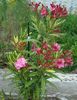 roseum plenum variegat (1)