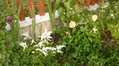 astilbe
