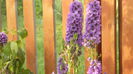 delphinium