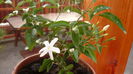 iasomia de camera