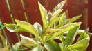 brunfelsia primul bobocel