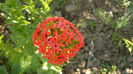 Lychnis chalcedonica